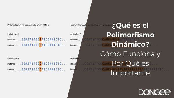 ¿Qué es el Polimorfismo Dinámico? Cómo Funciona y Por Qué es Importante